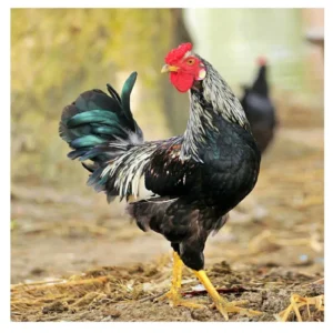 গৃহস্থালির পালিত দেশি মোরগ